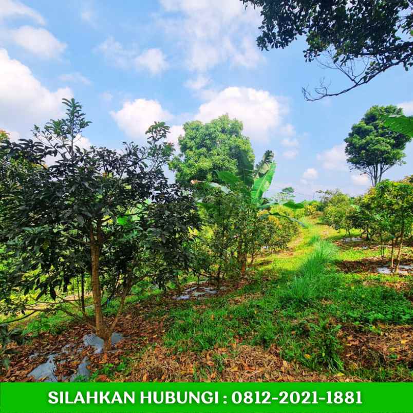 jual kebun alpukat sudah berbuah di bandung