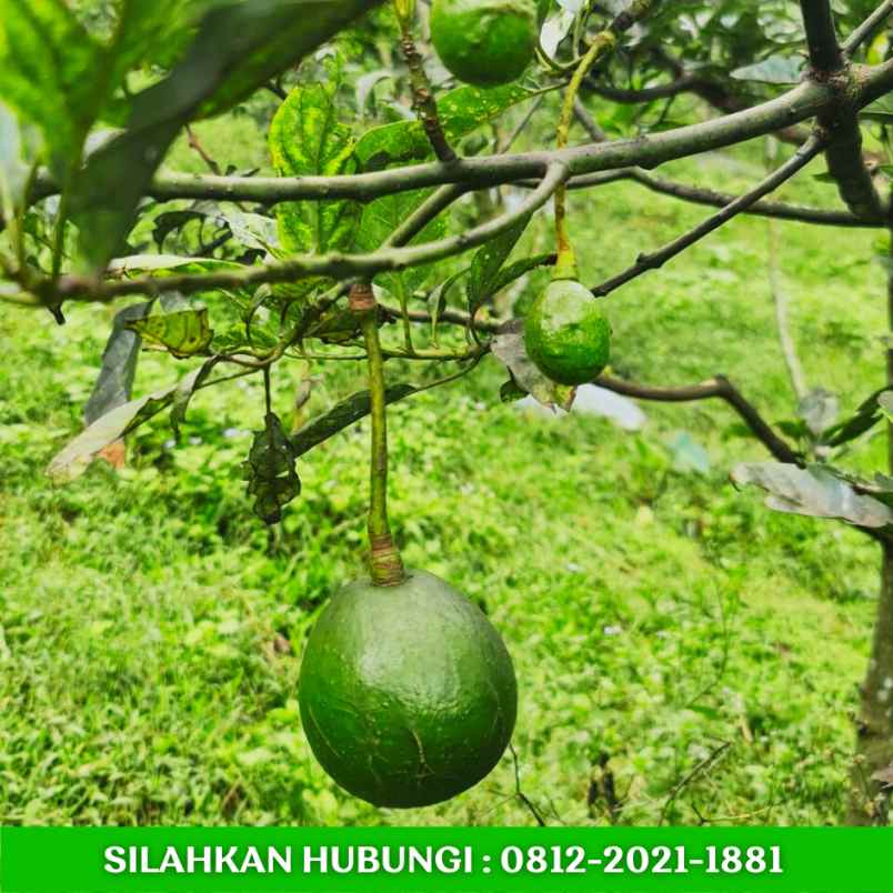 jual kebun alpukat sudah berbuah di bandung
