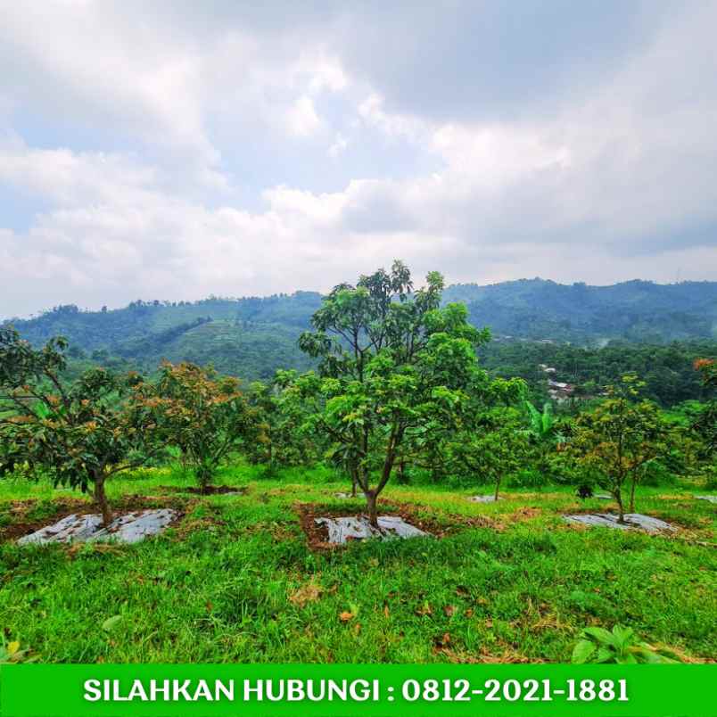 jual kebun alpukat sudah berbuah di bandung