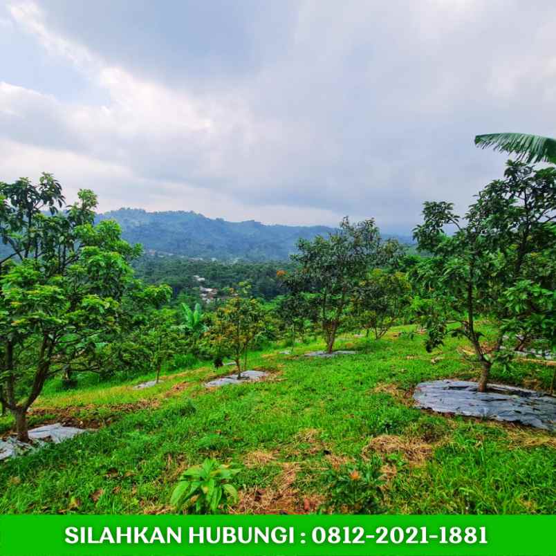 jual kebun alpukat sudah berbuah di bandung