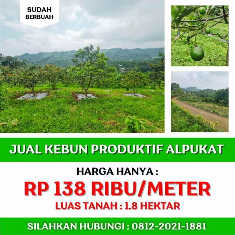 jual kebun alpukat sudah berbuah di bandung