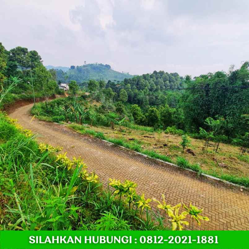 jual kebun alpukat sudah berbuah di bandung