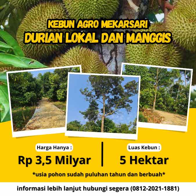 jual kebun durian di bogor