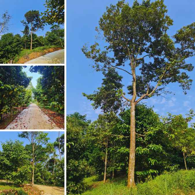 jual kebun durian di bogor