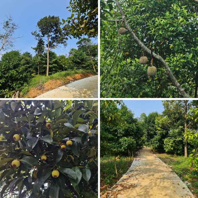 jual kebun durian di bogor