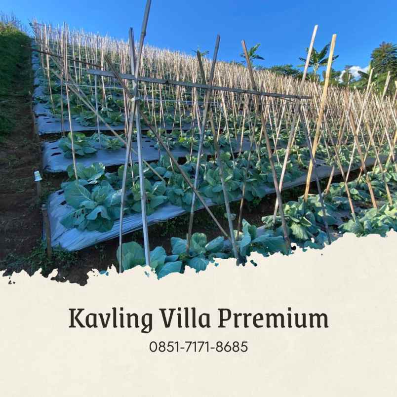 jual kebun murah durian musangking