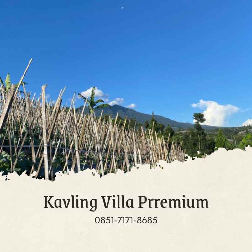 jual kebun murah durian musangking