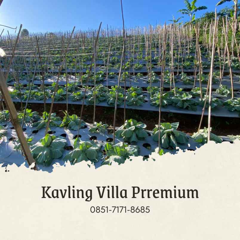 jual kebun murah durian musangking