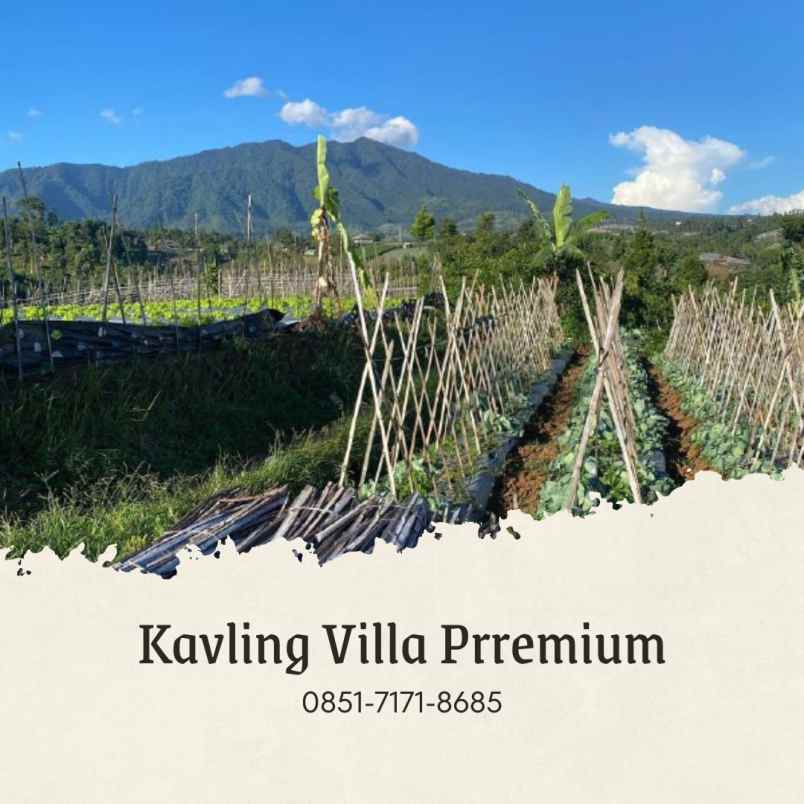 jual kebun murah durian musangking