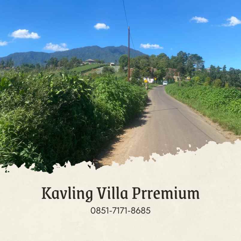 jual kebun murah durian musangking