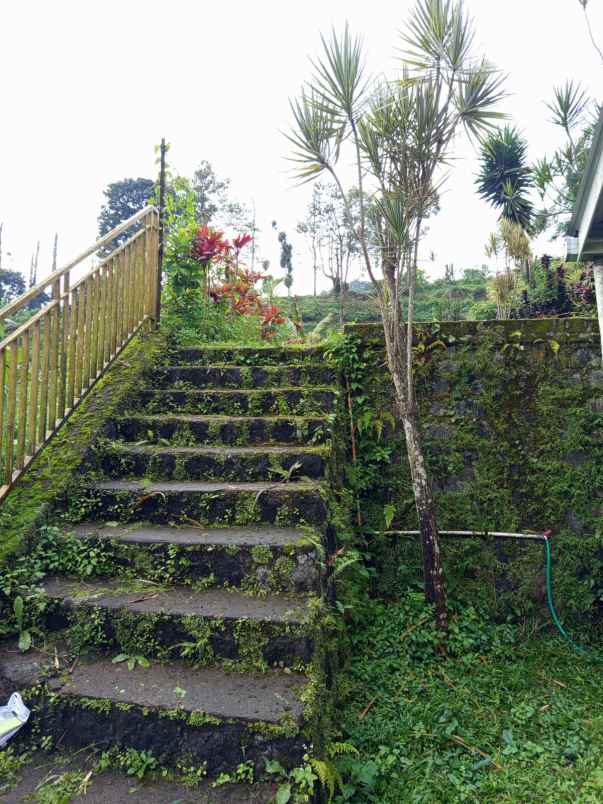 jual rumah hutan dan tanah luas