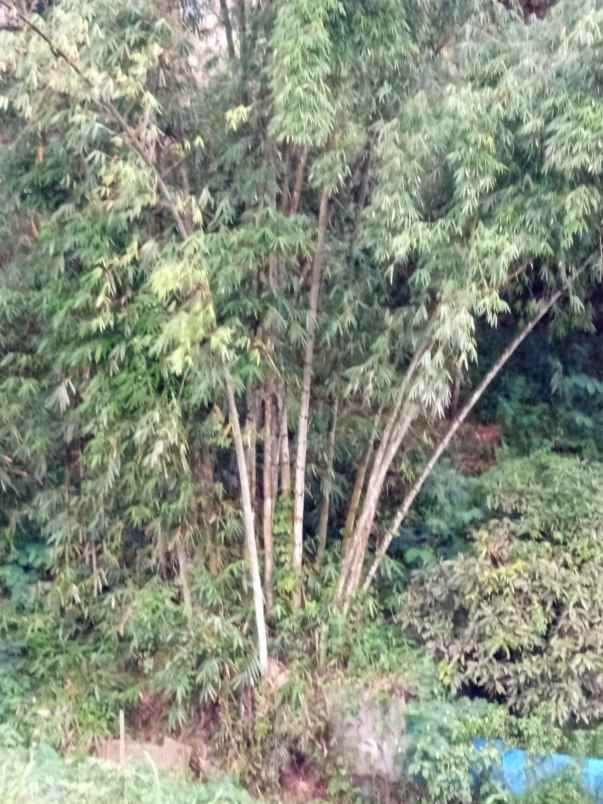 jual rumah hutan dan tanah luas