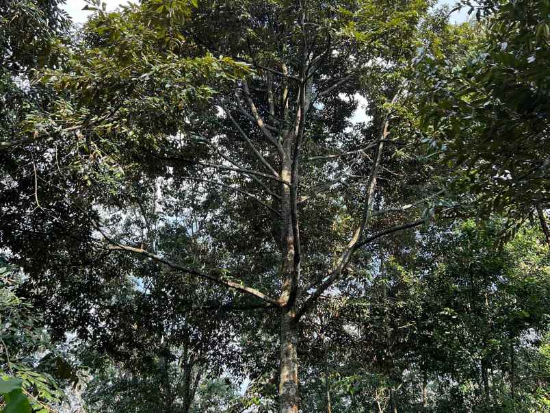 kebun durian 2400m siap buah karanganyar