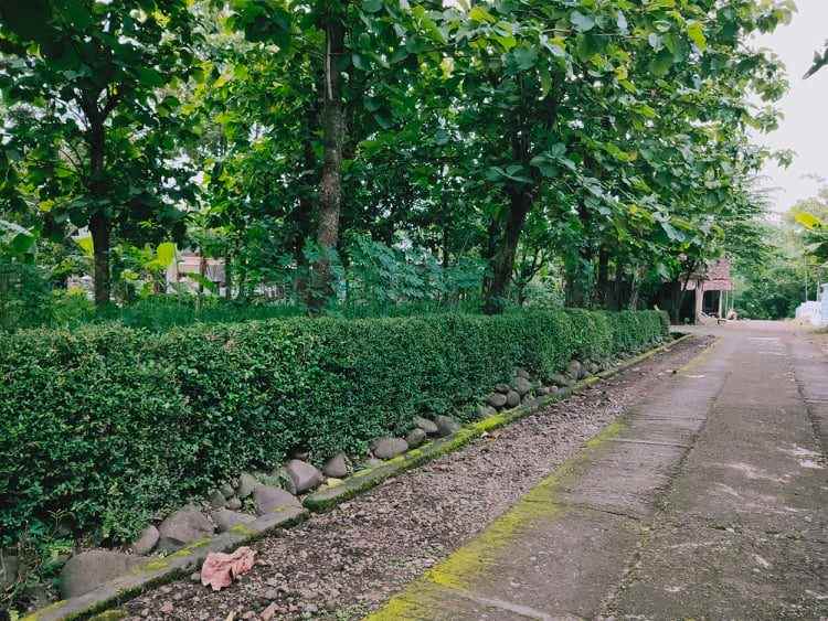 rumah kedawung sragen jawa