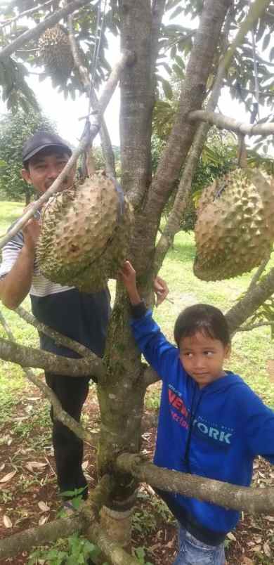 tanah kebun durian bawor musangking pisang jawa tengah
