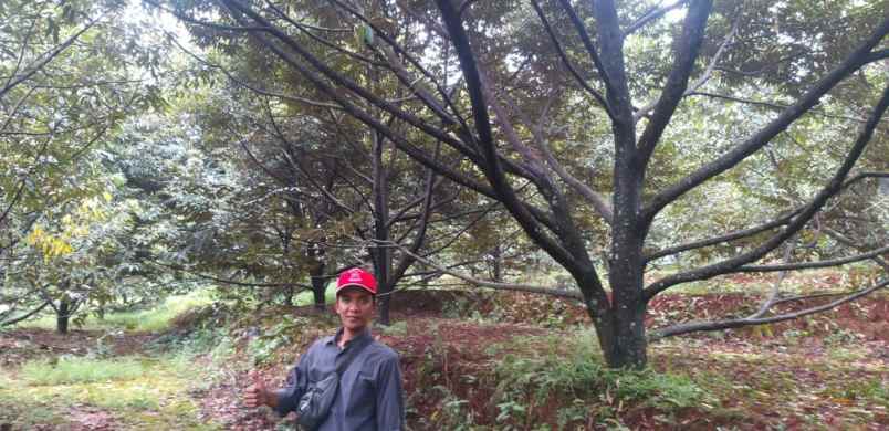 tanah kebun durian bawor musangking pisang jawa tengah