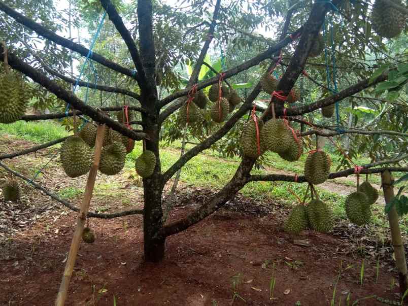 tanah kebun durian bawor musangking pisang jawa tengah