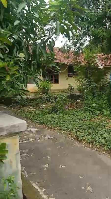 tanah kebun padat dan rata di tengah pemukiman