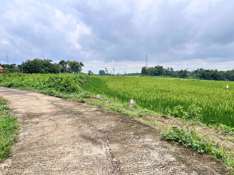 tanah sawah subur 2400m2 kerjo karanganyar