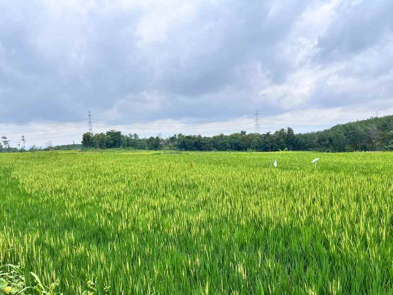 tanah sawah subur 2400m2 kerjo karanganyar