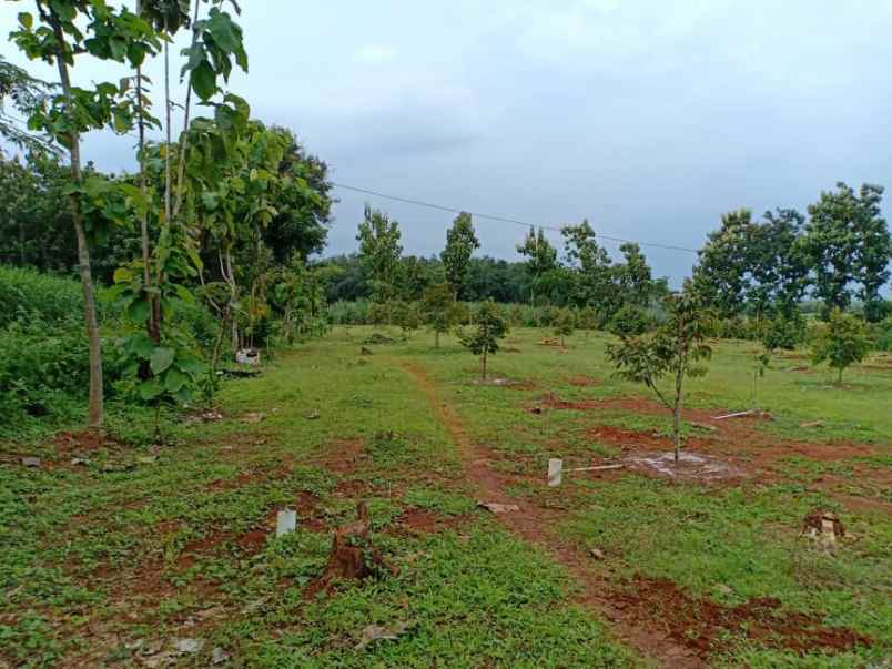 tanah tepi jl raya kerjo