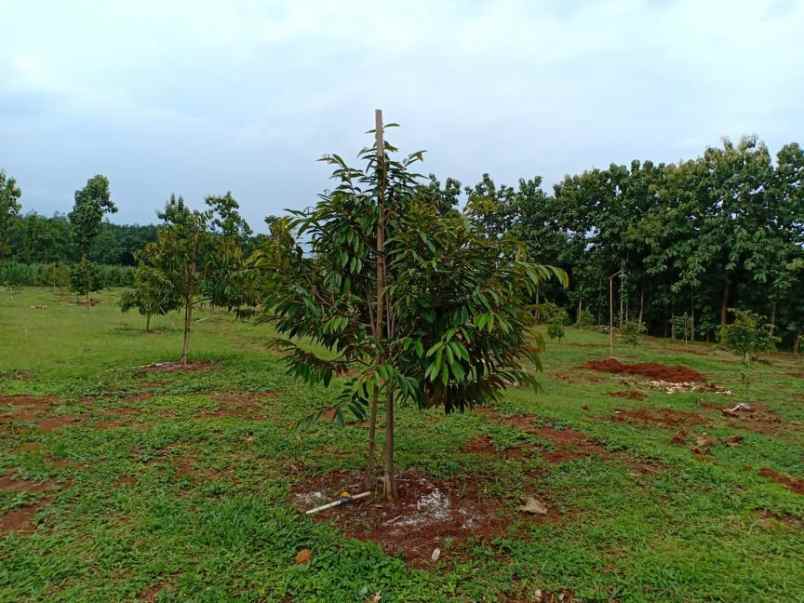 tanah tepi jl raya kerjo