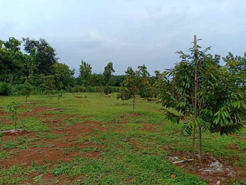 tanah tepi jl raya kerjo