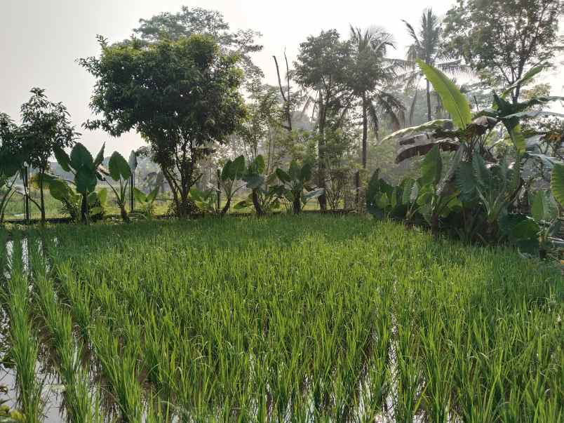 vila kolam ikan view bagus tanjung siang subang