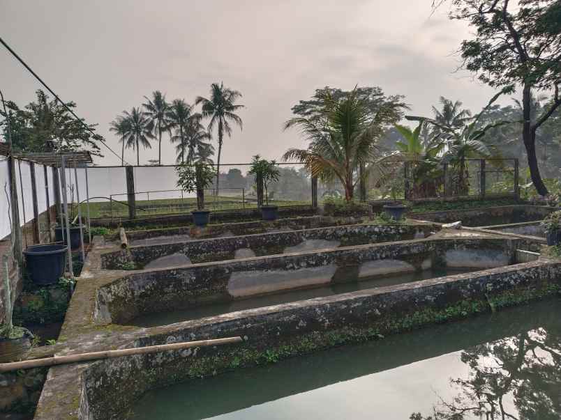 vila kolam ikan view bagus tanjung siang subang