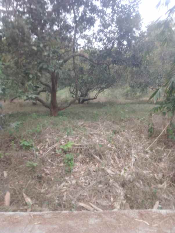 dijual kebun rambutan di campaka purwakarta