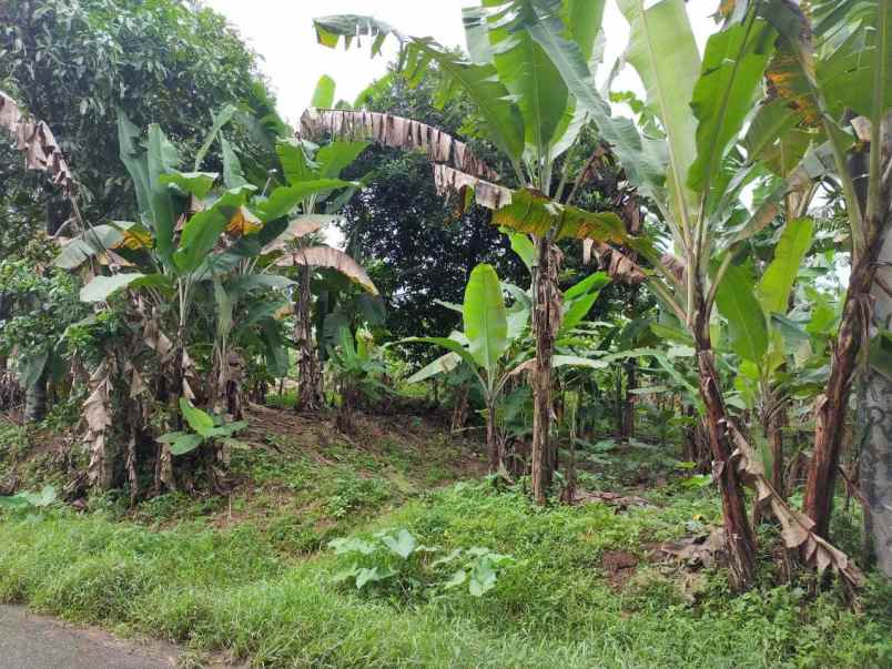 dijual luas tanah 1000 m