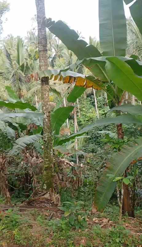 dijual tanah ds mundeh kangin kec