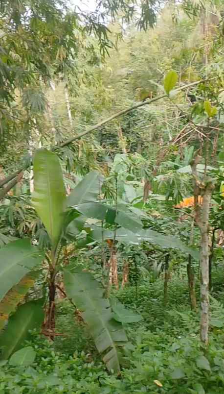 dijual tanah ds mundeh kangin kec