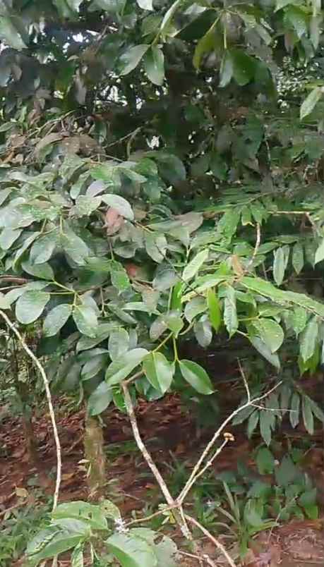 dijual tanah ds mundeh kangin kec