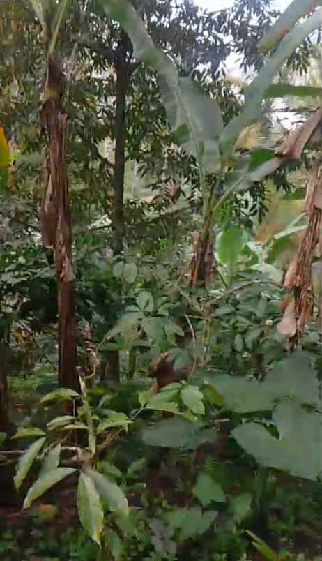 dijual tanah ds mundeh kangin kec