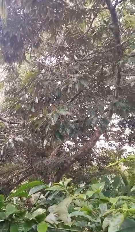 dijual tanah ds mundeh kangin kec