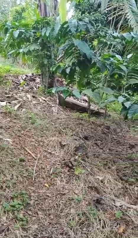 dijual tanah ds mundeh kangin kec