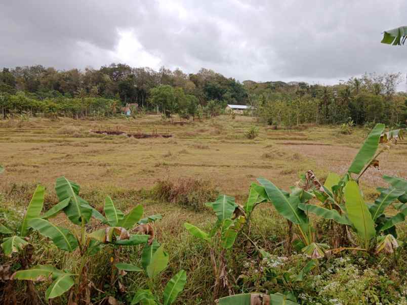 dijual tanah giri rejo timur kutoarjo