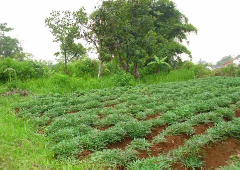 dijual tanah jalan desa cipadung cibiru