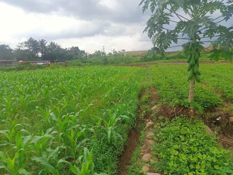 dijual tanah jl raya karangturi desa