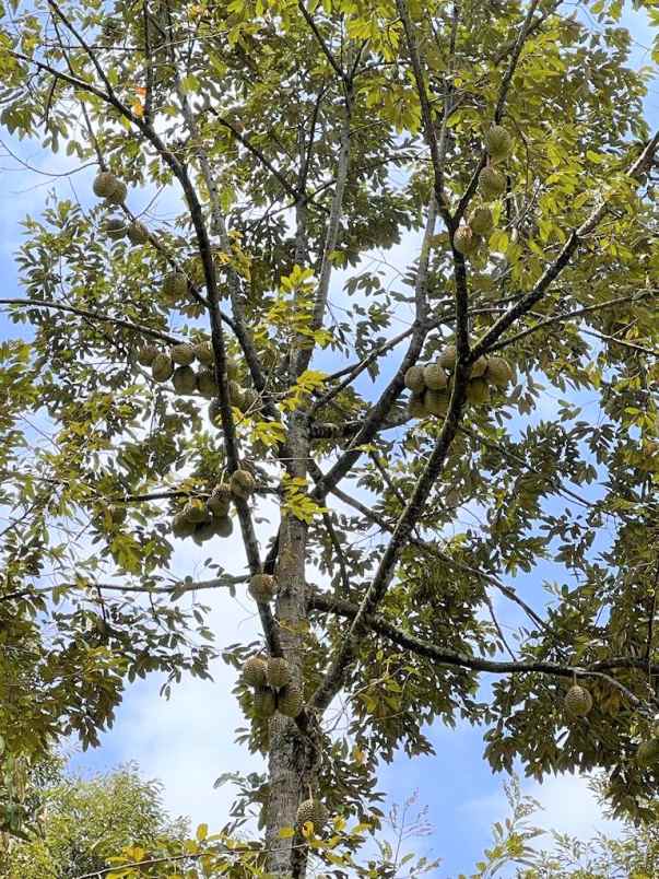 dijual tanah kebun durian dan mata air
