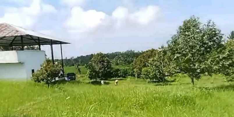 dijual tanah kebun durian murah tempat strategis