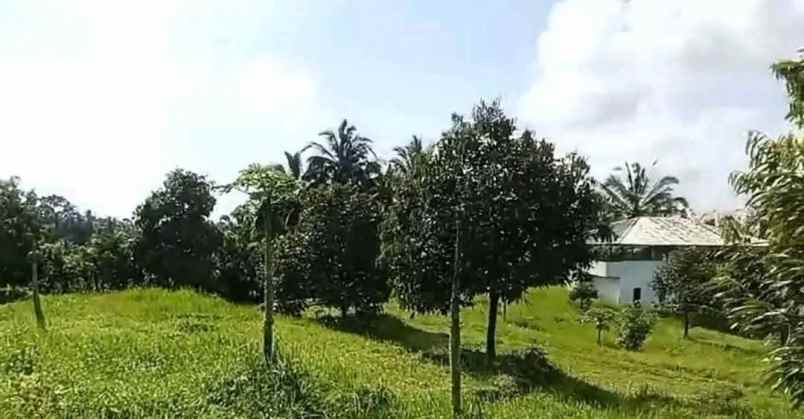 dijual tanah kebun durian murah tempat strategis