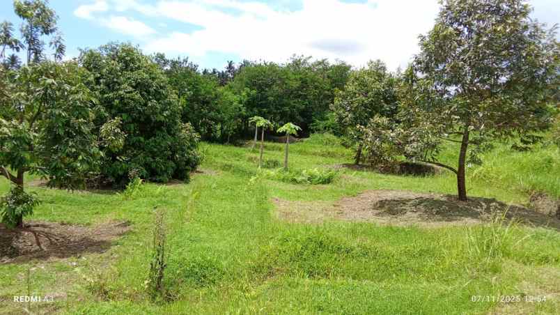 dijual tanah kebun durian murah tempat strategis