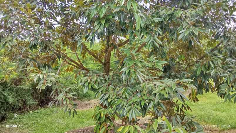 dijual tanah kebun durian murah tempat strategis