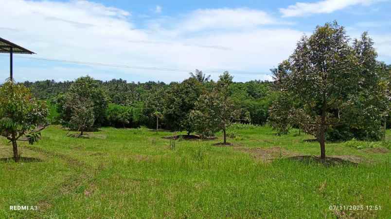 dijual tanah kebun durian murah tempat strategis