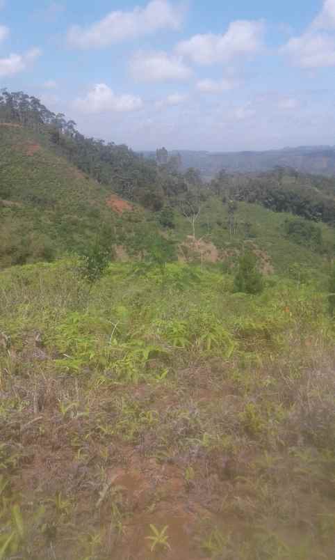 dijual tanah kebun luas dan harga murah