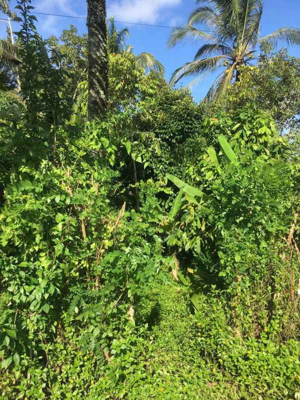 dijual tanah kebun produktif murah tempat strategis