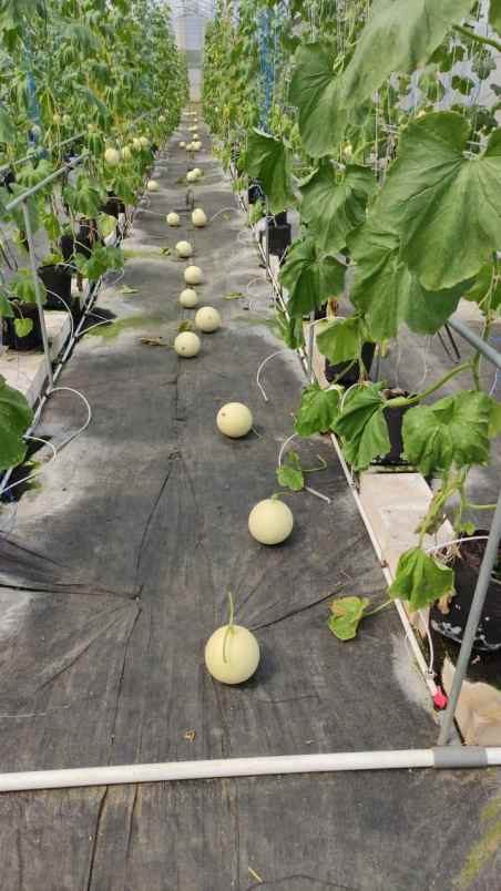 dijual tanah nongkojajar