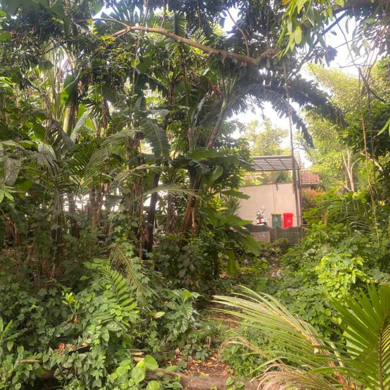 dijual tanah raya canggu